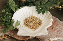 Load image into Gallery viewer, Fennel Herb 1 Oz