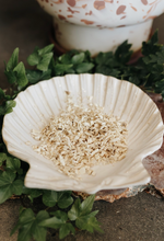 Load image into Gallery viewer, Marshmallow Root Herb 1 oz (Protection, Draws in Positive Spirits, Psychic Powers)