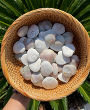 Load image into Gallery viewer, Shiva Eye Shell Heart + Mermaids Money + Ward Off Evil Eye