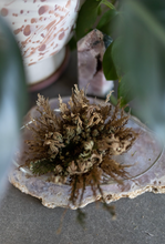 Load image into Gallery viewer, Rose Of Jericho Plant