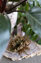 Load image into Gallery viewer, Rose Of Jericho Plant
