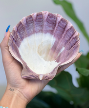 Load image into Gallery viewer, Lion's Paw Seashell