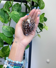 Load image into Gallery viewer, Tiger Cowrie Shell 3-4 + Divination Shell + Fertility Shell + Cowrie Shell