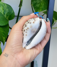 Load image into Gallery viewer, Tiger Cowrie Shell 3-4 + Divination Shell + Fertility Shell + Cowrie Shell