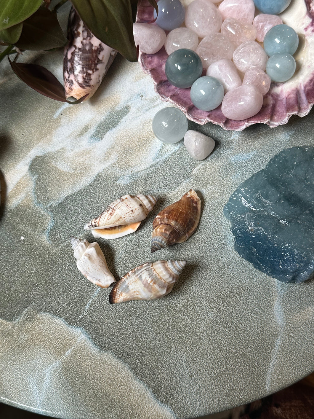 Tulip Seashell
