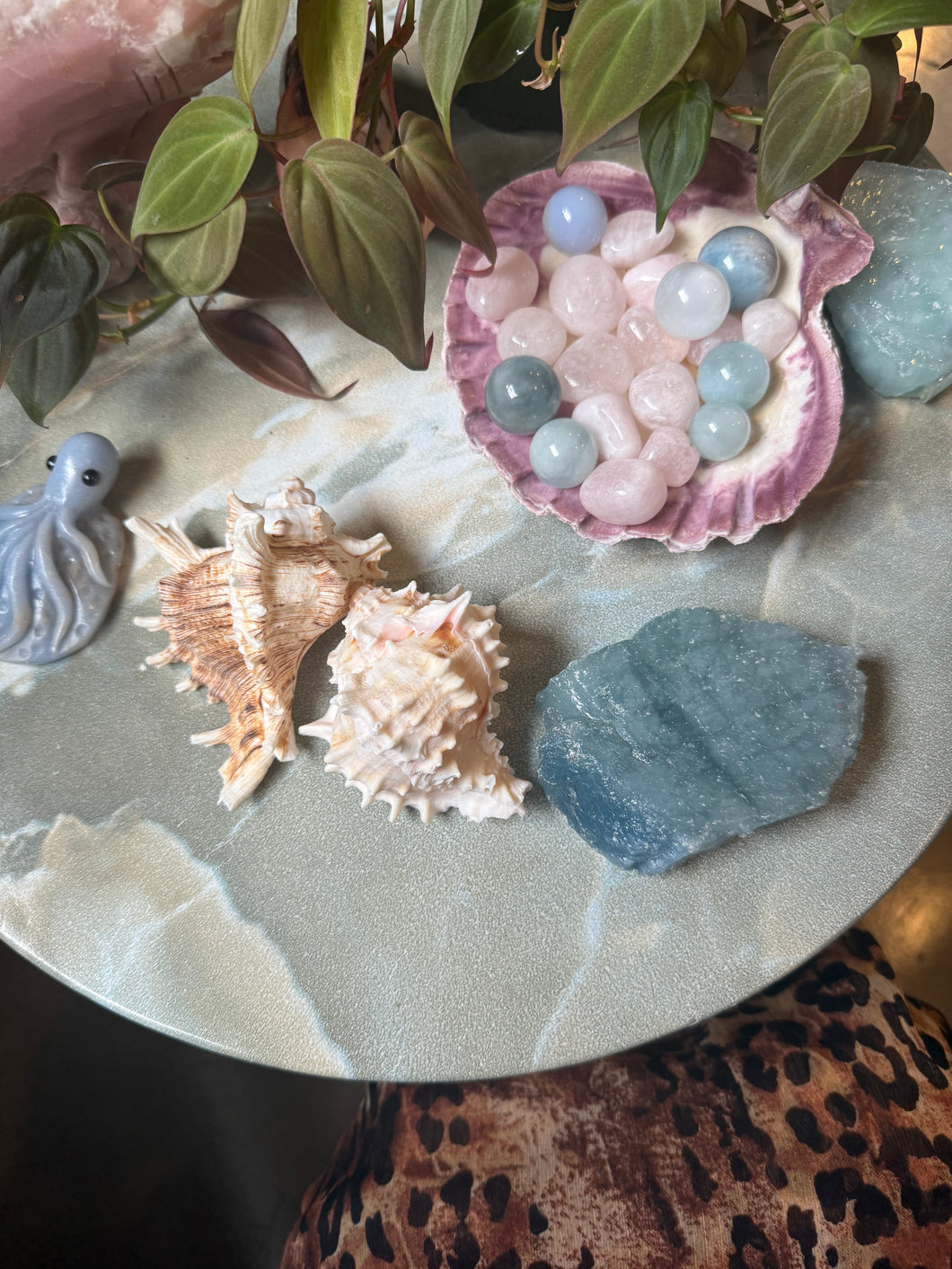 Murex Seashell