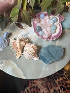 Murex Seashell