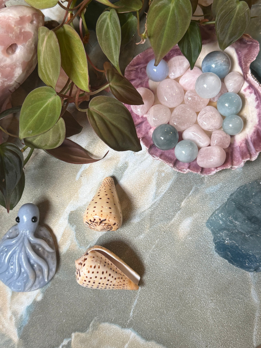 Auger Seashell