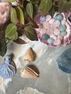 Auger Seashell
