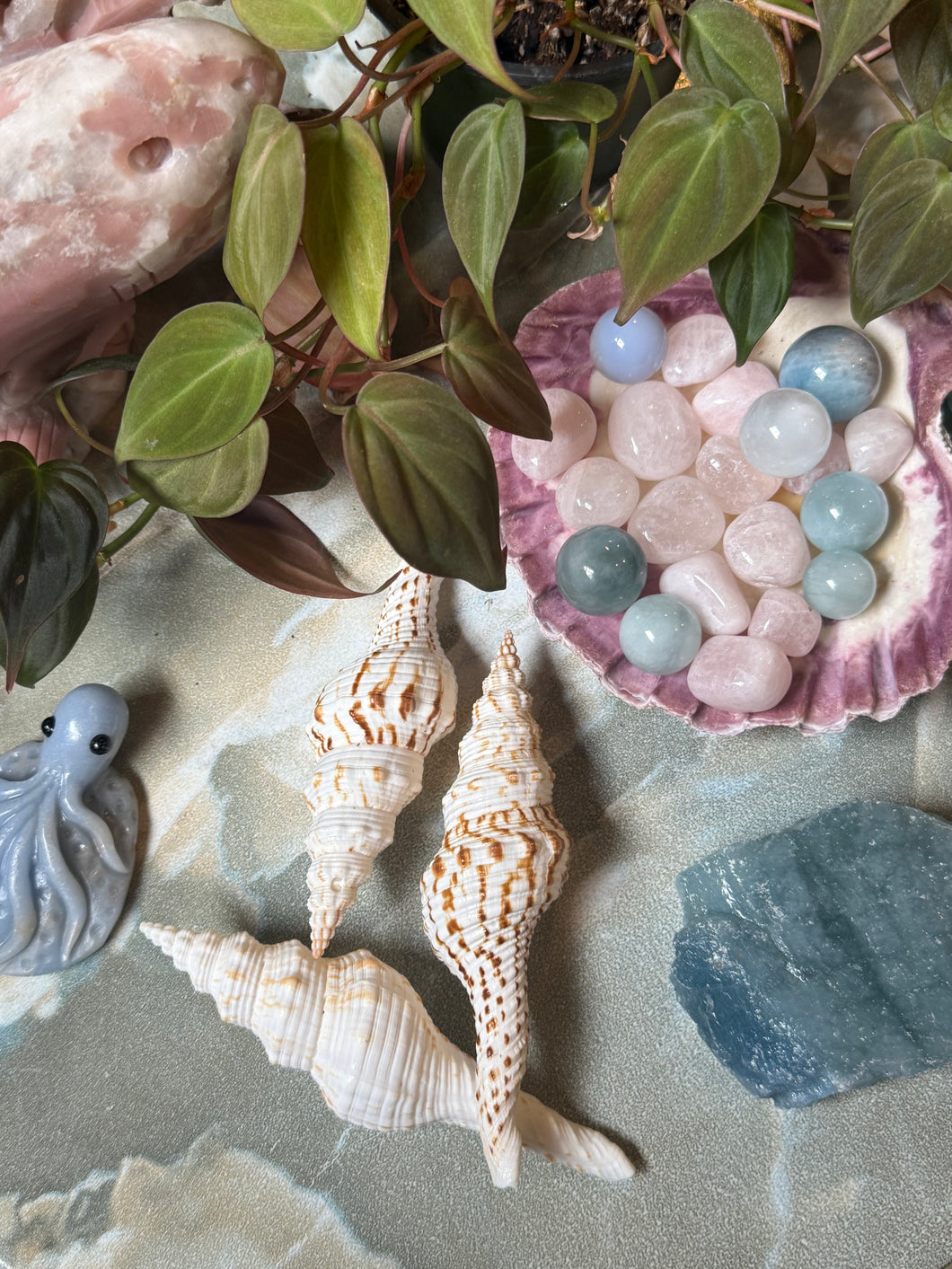 Triton Seashell