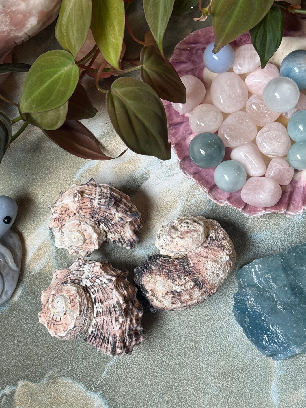 Auger Seashell