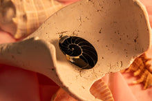 Load image into Gallery viewer, Large Silver and Black Enchanted Vanessa Shell Necklace
