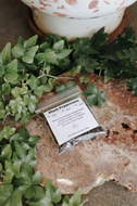 Black Peppercorn Herb