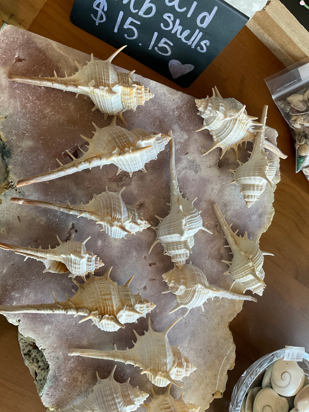 Mermaid Comb Shells