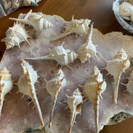 Mermaid Comb Shells