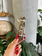 Yerba Santa Bundle - 4 inches