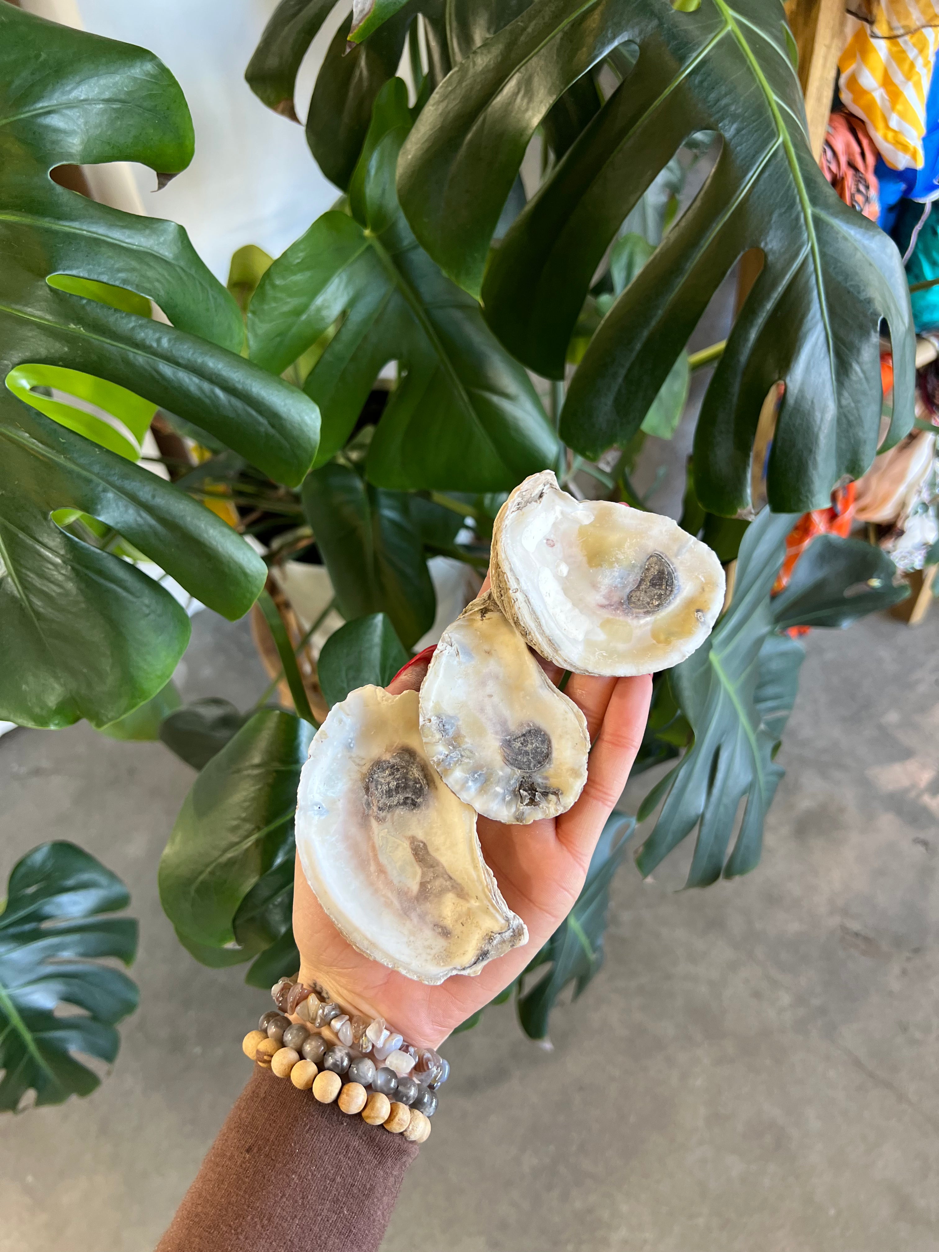 Oyster Shell - Balance, Peace, Protection, Opportunity – Moonlight And ...