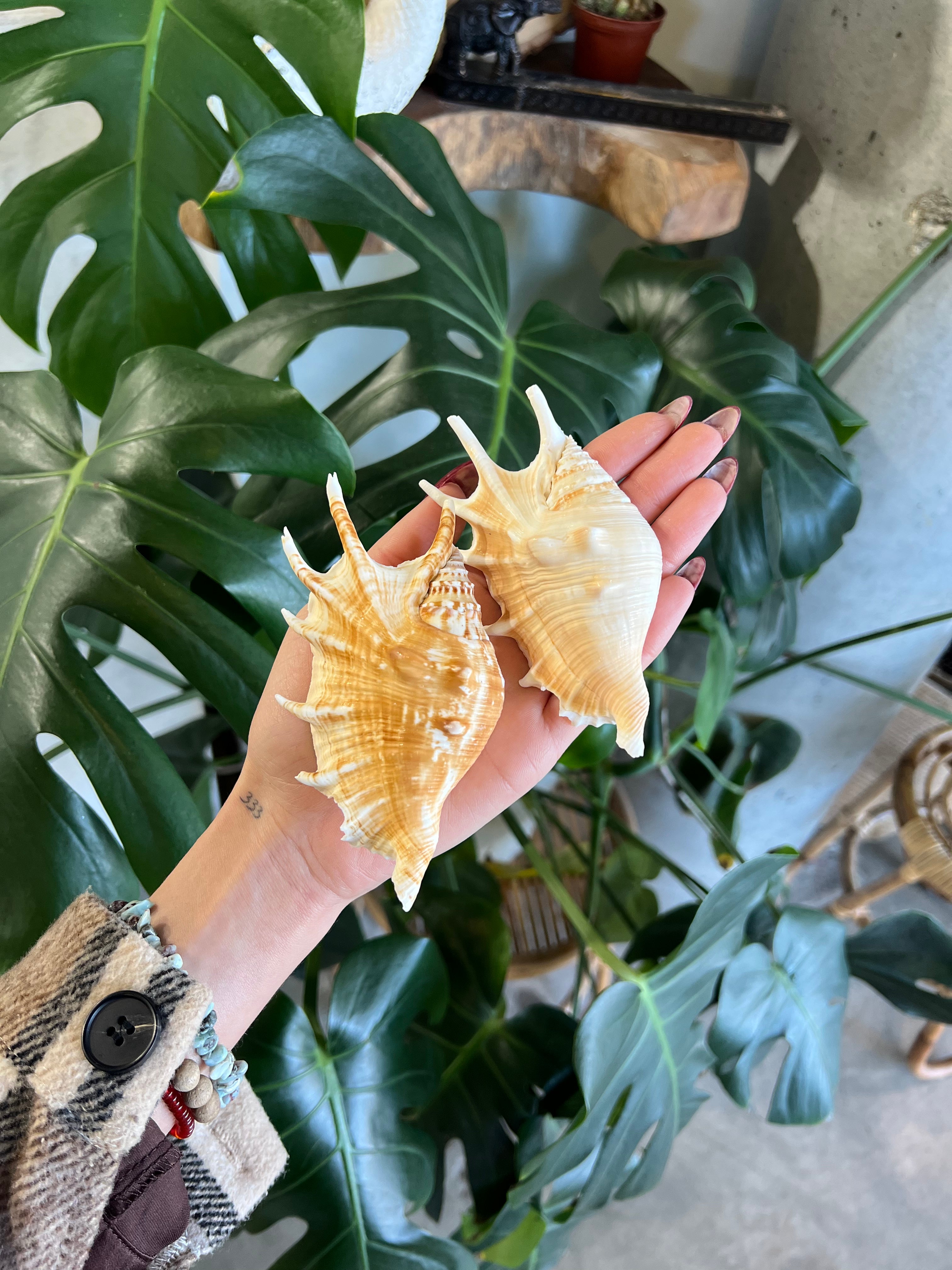 Spider Conch Shell / Seashell (Natural Real) โ Moonlight And Sage Shop