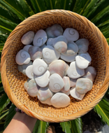 Shiva Eye Shell Heart