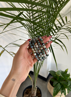 Moss Agate Crystal Bracelet - 8mm