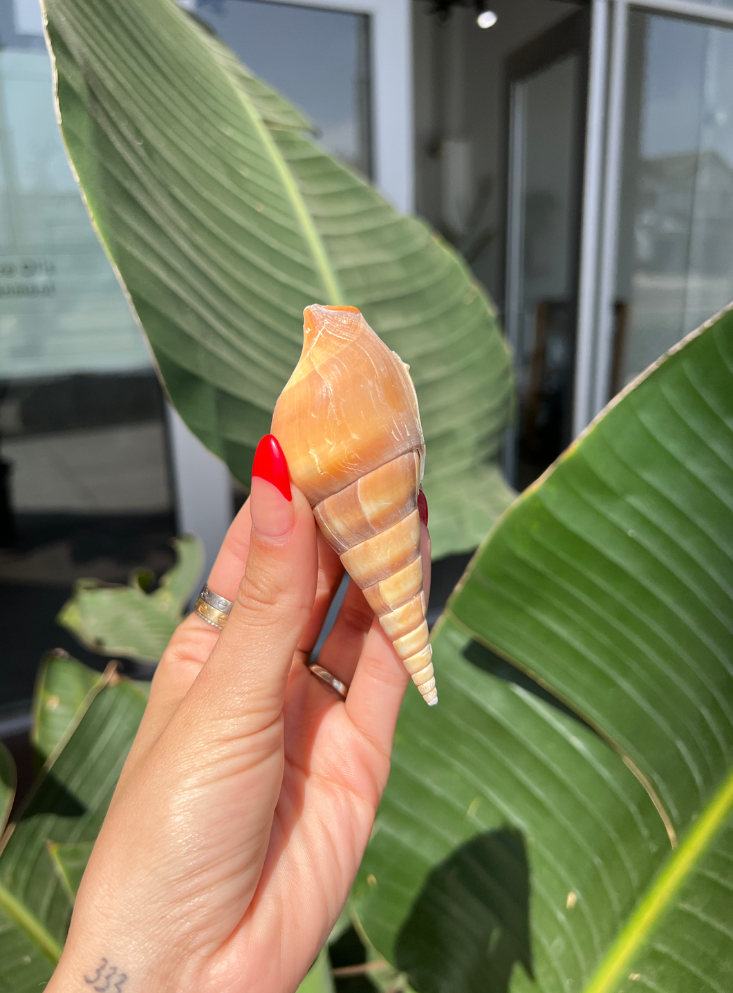 Sea Shell