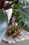 Rose Of Jericho Plant